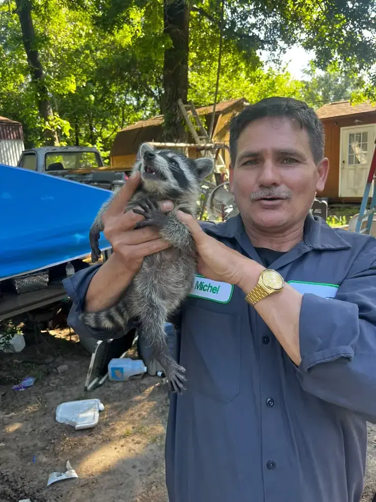 Trabajo de manejo de animales; mapache en una intervención