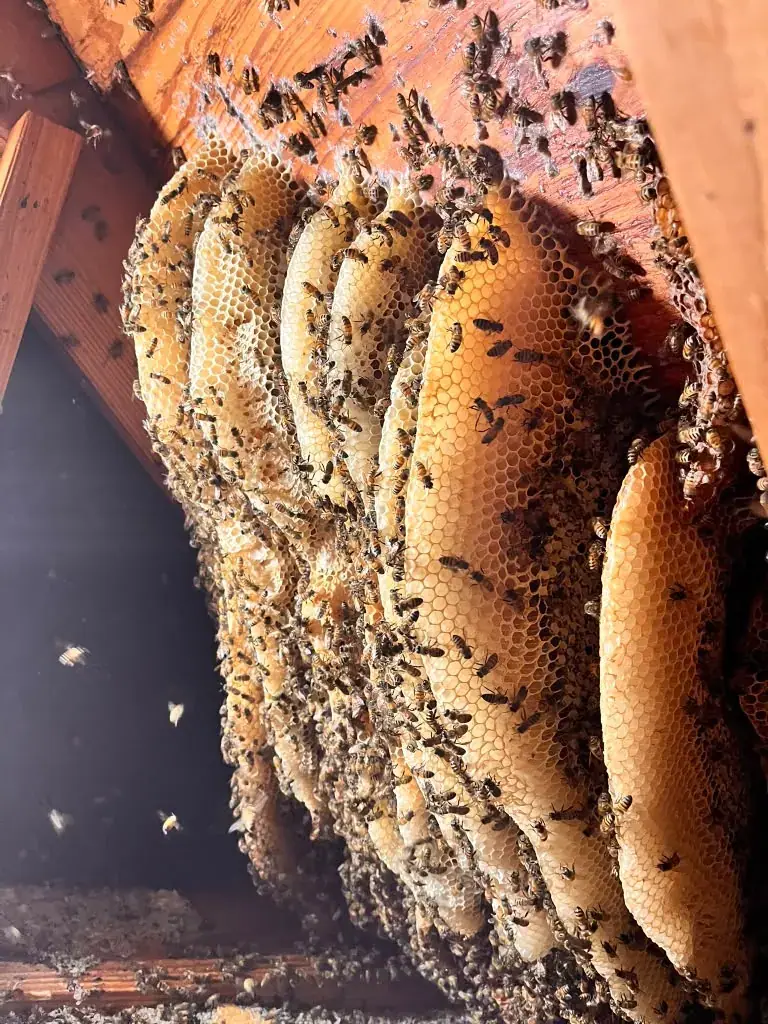 Panal de abejas adherido a vigas de madera.