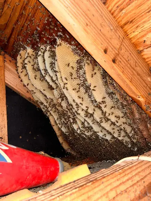 Panal de abejas en una estructura de madera